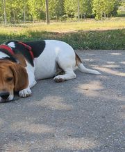 Etologo.es imagen 11