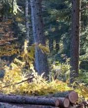 FORESTRY FRANCE image 1