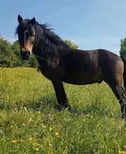 Poney-Club Prunevaux image 3