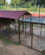 Poule à Dom ECO VERTU SOLUTIONS image 7