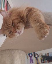 Allevamento Maine Coon Le Fate della Casa immagine 2