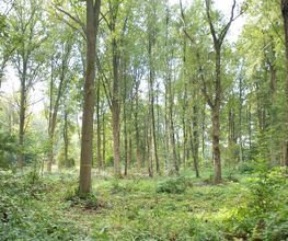 FriedWald Gronenburg Bild 4