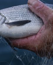 Poissonnerie De L'Etoile image 4