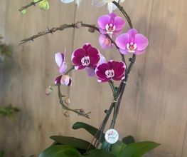 Les Fleurs de Cuers image 2