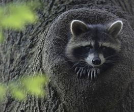 Wildtierfotografie - Lars Kaletta Fotograf | Hannover