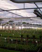 Eigenproduktion Sommerblumen