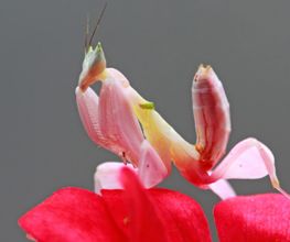 L'Insecterie image 1