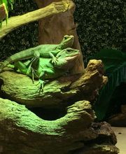 Reptiland image 18