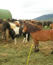 Leenhof Reitschule - Islandpferde Bild 3