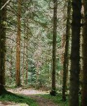 FriedWald Schenkenzell Bild 3