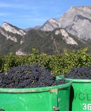 Weingut Jürg & Daniela Bild 5