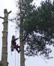 Spycher Baumpflege GmbH Bild 17