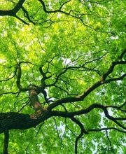 Impec'arbre 49 image 1