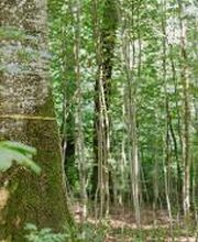 FriedWald Elisenruhe Bild 3