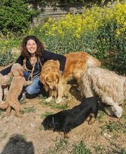 Keep Cool Dog image 3