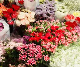 Blumen Kaiser Bild 1