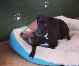 RESIDENCIA CANINA SORIA imagen 9