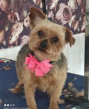 A L'eau Toutou image 4