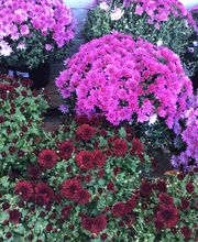 Tractor Supply Co. image 1