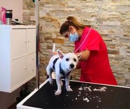 Patty's Hundesalon Bild 2