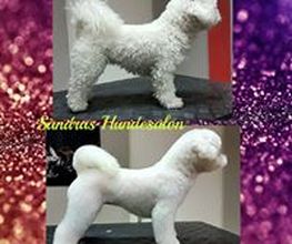 Sandras Hundesalon Bild 4