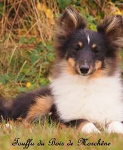 ÉLEVAGE DU BOIS DE MORCHÈNE image 1