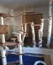 Katzenpension-Pfotentreff-Wenzel Bild 2