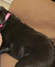Skippack Animal Hospital image 3