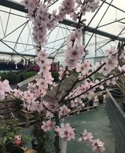 Jardinerie Champs Fleurs image 3