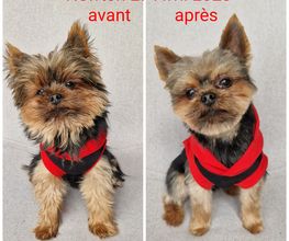 Le rêve des chiens image 3