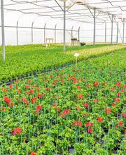 Fleurs Stempfler image 3