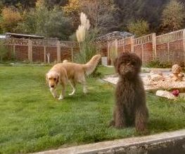 H.O.N.A.S - Mobile Hundeschule Bild 13