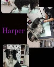 Salon de Toilettage Jenny Dog et Company image 12