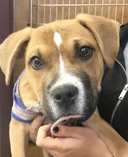 Taylor Animal Hospital of Parkville image 12