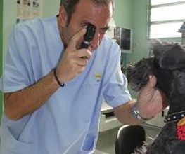 Argos Clínica Veterinaria imagen 4