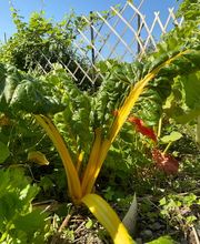 Au détour d'un jardin image 10