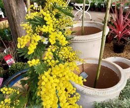 LM VEGETAL image 12