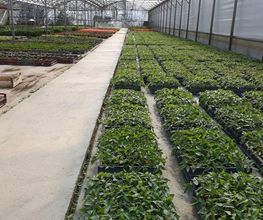 Chazalet Plants image 1