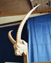 Pierre Kou Ebenisterie image 2