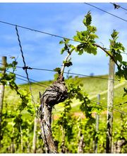 Weingut & Gästehaus Thomas Schwibinger Bild 9