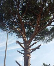 Sannier David Espaces Verts image 13