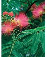 Albizzia image 1