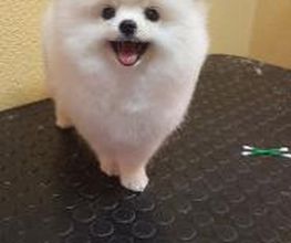 Hundesalon Pet Cut's Bild 19