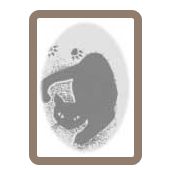 Kleintierpraxis Katzenpension