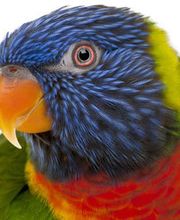 Zentrum für Klinische Tiermedizin an der Tierärztlichen Fakultät der LMU Bild 2