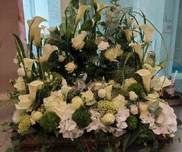 Blumen Dahlmann Bild 17
