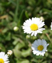 Albiez Naturgärten Bild 3