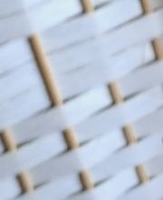 JB orchids imagen 11