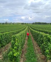 Vignobles Gabard image 3