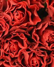 Floristería Lislore imagen 15
